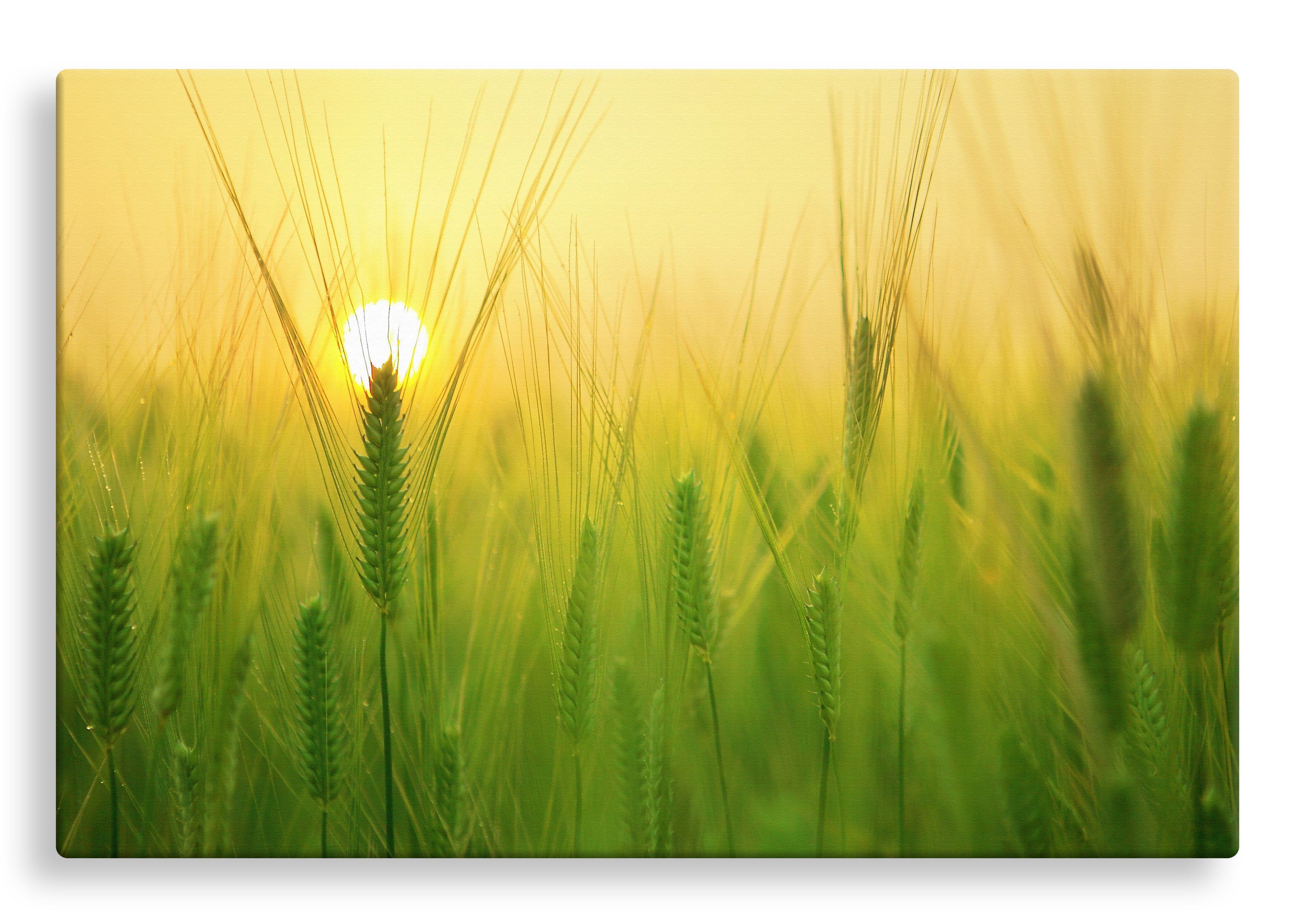 Barley Field at Sunrise | Gallery Wrap Wall Canvas
