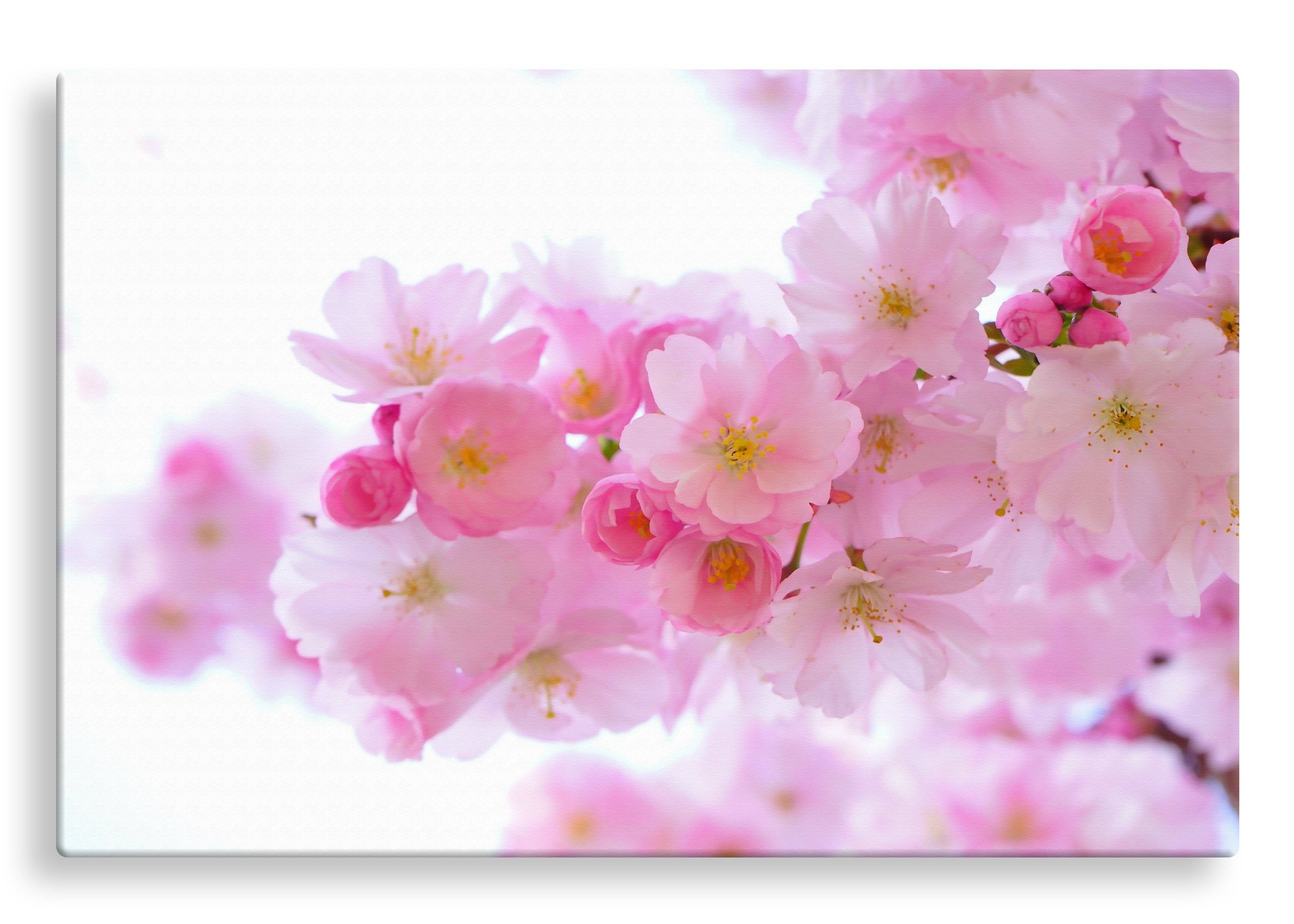 Cherry Blossoms | Gallery Wrap Wall Canvas