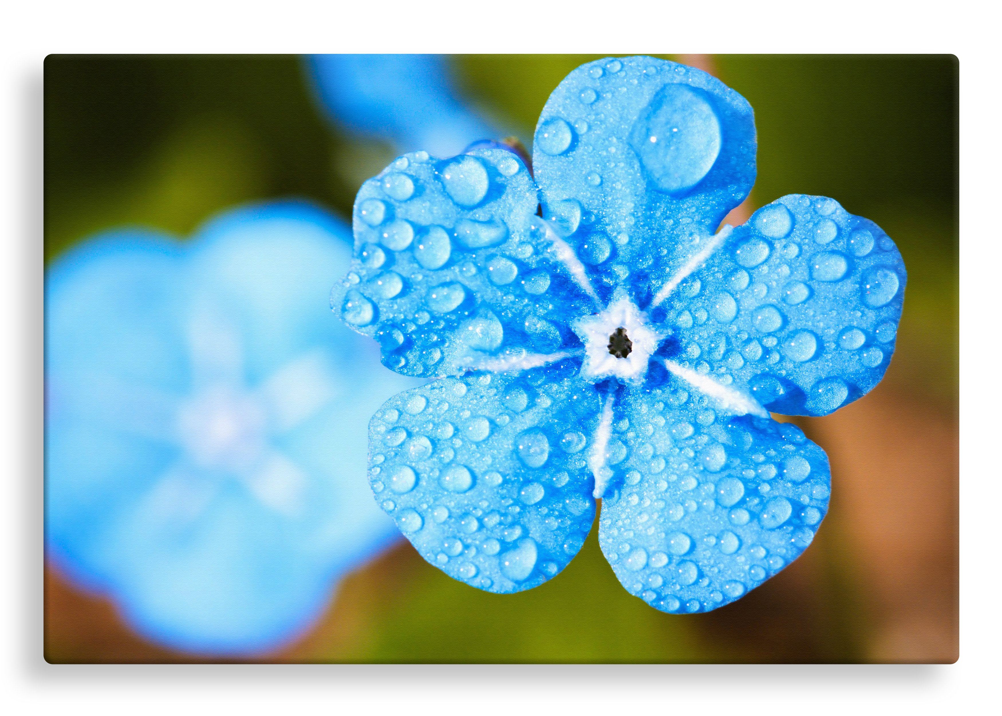 Forget Me Not | Gallery Wrap Wall Canvas