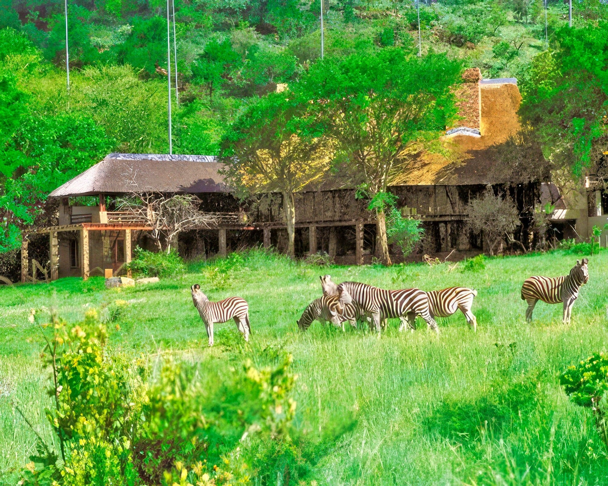 Kwa Maritane Bush Lodge - Image 12