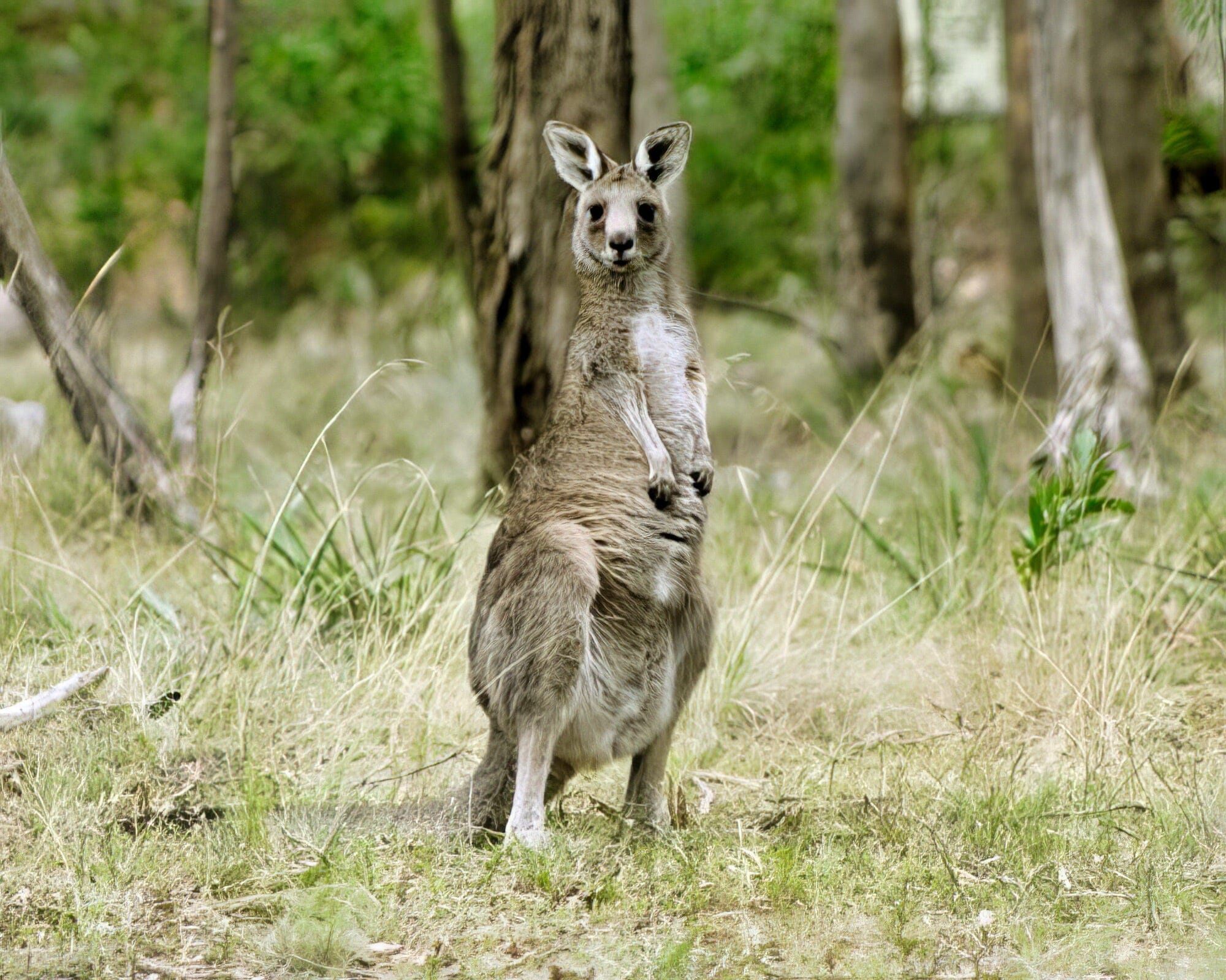 Kyneton Bushland Resort - Image 10