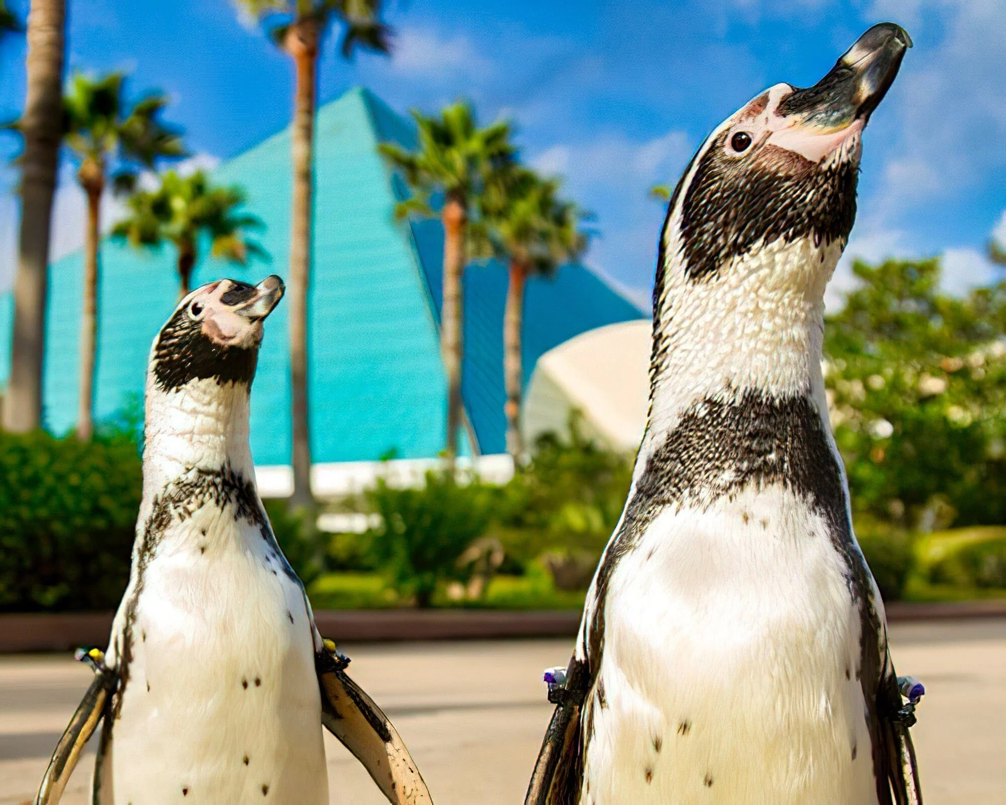 Moody Gardens Hotel, Spa and Convention Center - Image 11
