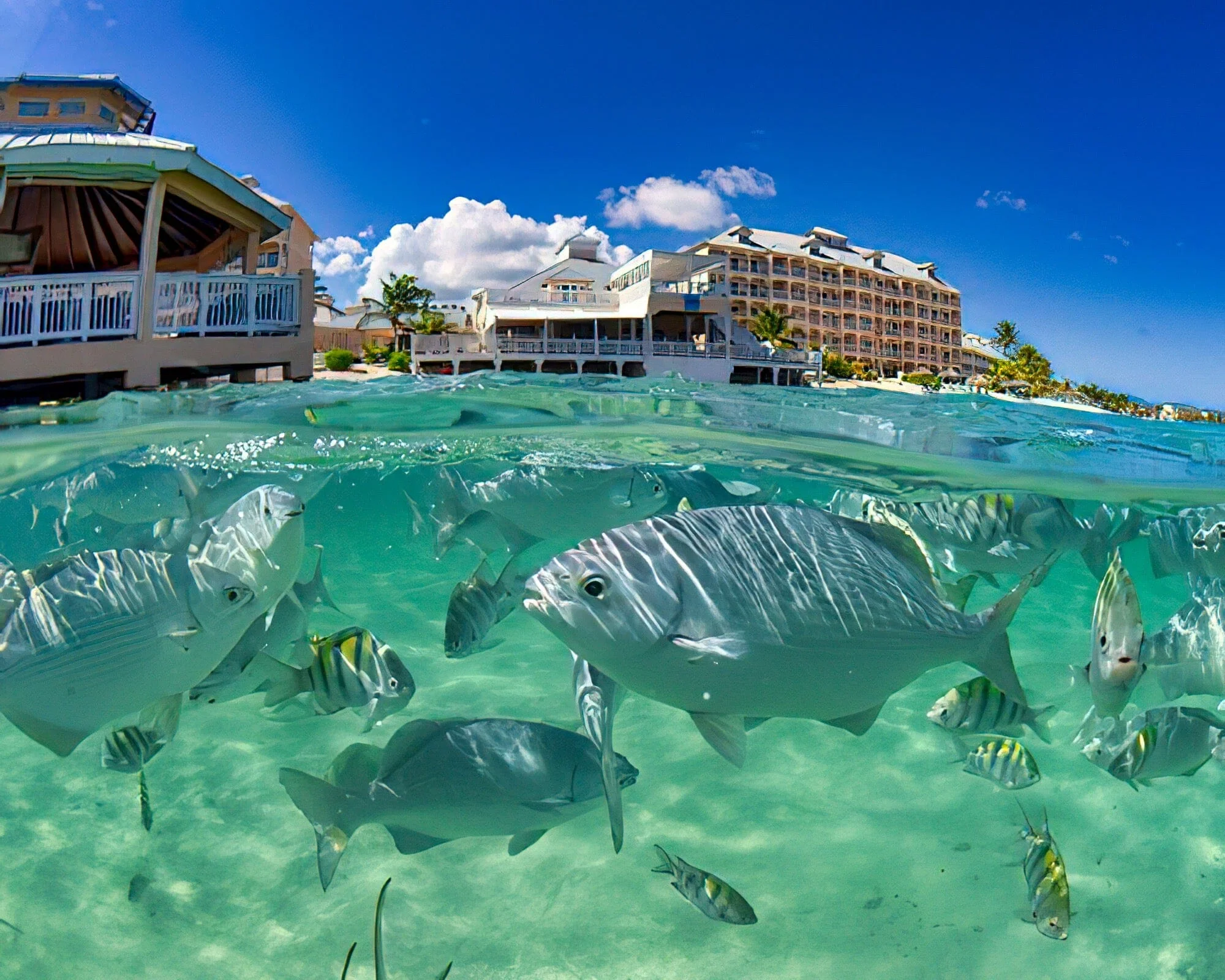 Morritt's Tortuga Club - Image 20