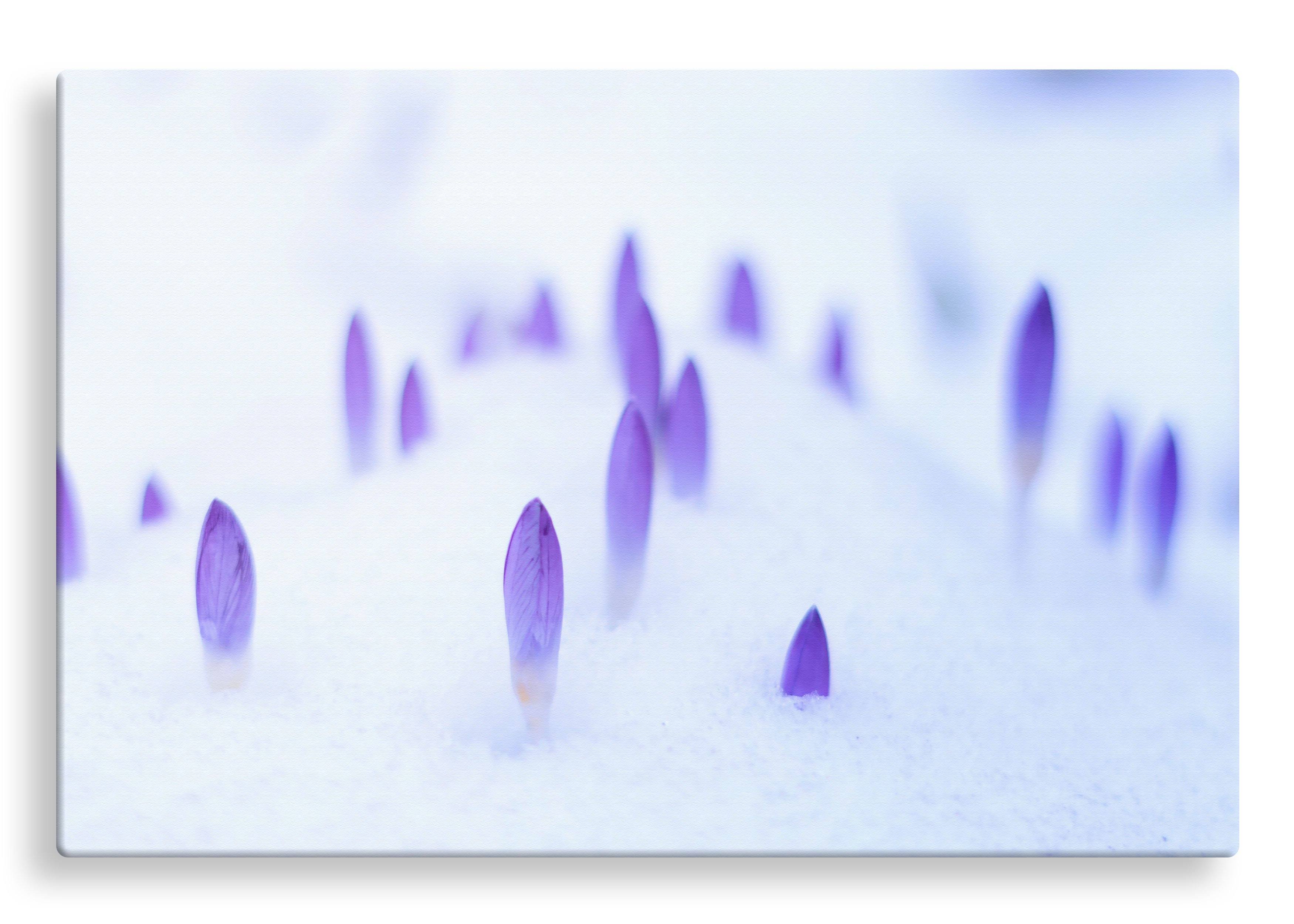 Spring Buds | Gallery Wrap Wall Canvas
