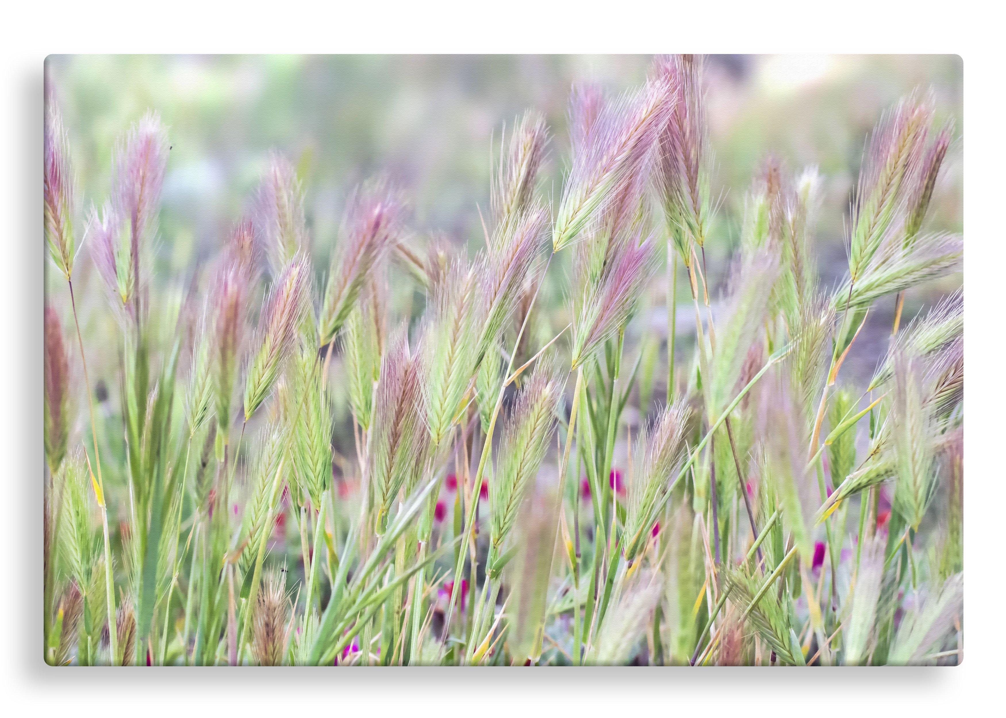 Spring Wheat | Gallery Wrap Wall Canvas